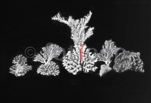 Korallen | Coral (foticon-600-simon-meer-363-065-sw.jpg)
